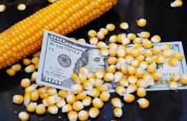 Мировой рынок зерна, среда: кукуруза упала до семинедельного минимума - agroexpert.md