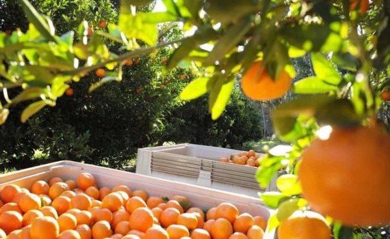 Почему прогнозируется рост цен на греческие апельсины - agroexpert.md