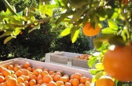 Почему прогнозируется рост цен на греческие апельсины - agroexpert.md