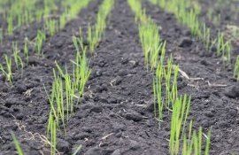 Некоторые тенденции европейского рынка семян - agroexpert.md