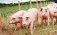 Производство свинины в Европе неуклонно снижается - agroexpert.md