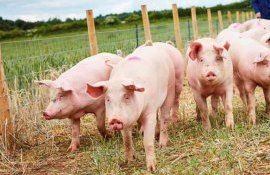 Производство свинины в Европе неуклонно снижается - agroexpert.md