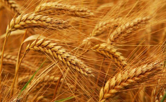 rusia interzice export grâu - agroexpert.md