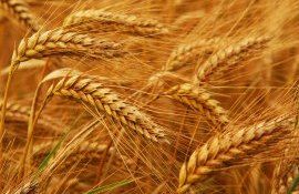 rusia interzice export grâu - agroexpert.md