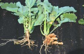 Как эффективно бороться с килой рапса: советы канадских исследователей - agroexpert.md