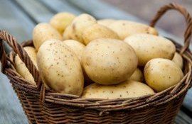 Прогноз о снижении производства картофеля в Молдове подтверждается - agroexpert.md