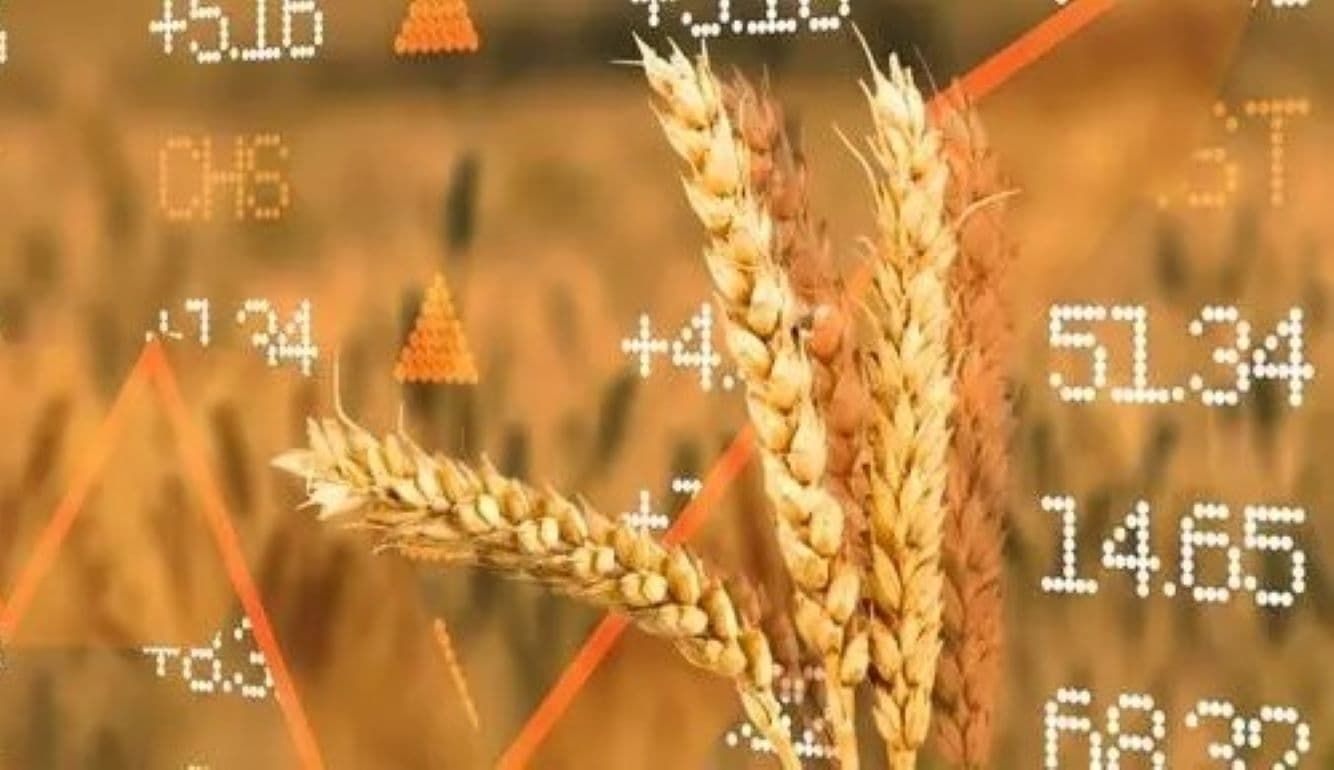 Цены на зерно упали до шестимесячного минимума. Влияние Китайских закупок - agroexpert.md