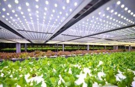 zinaida plămădeală sistem vertical - agroexpert.md