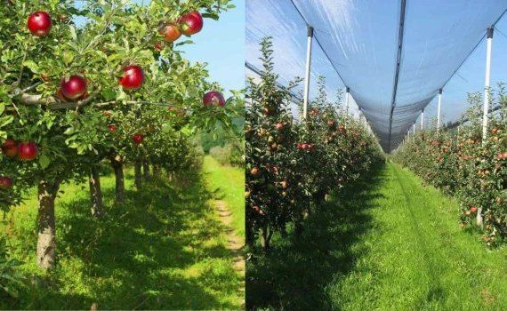 Молдавское яблоко: наполовину «десертное», наполовину – «промышленное» - agroexpert.md