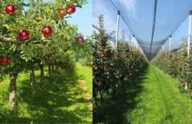 Молдавское яблоко: наполовину «десертное», наполовину – «промышленное» - agroexpert.md