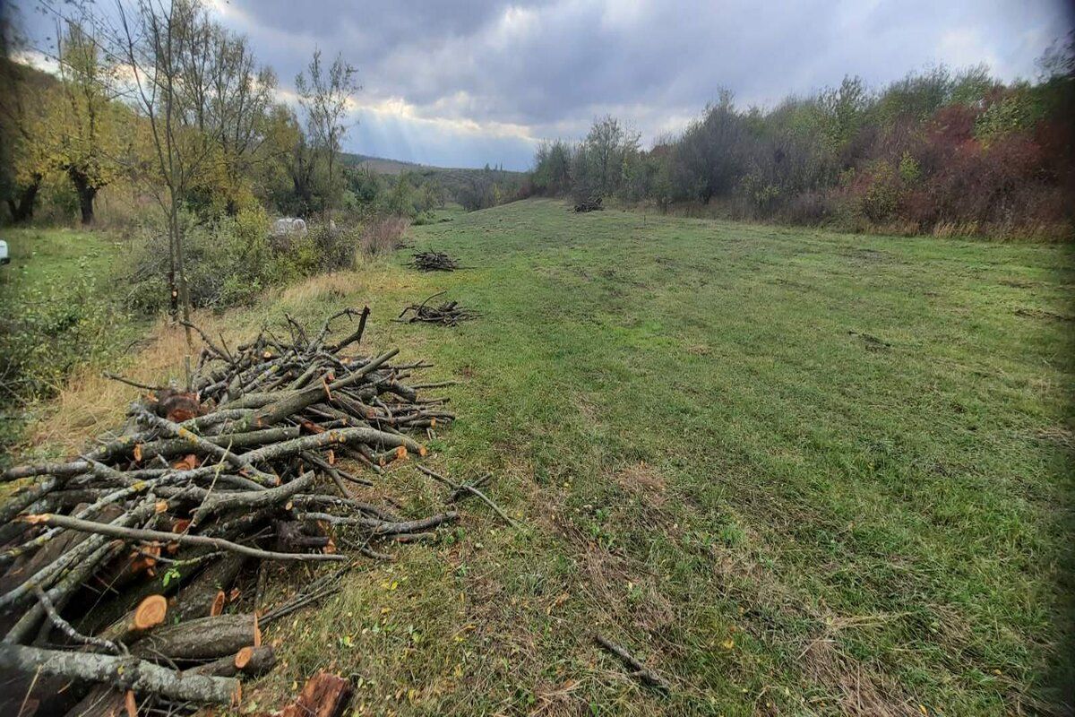 tăieri arbori protejare câmp agricol - agroexpert.md