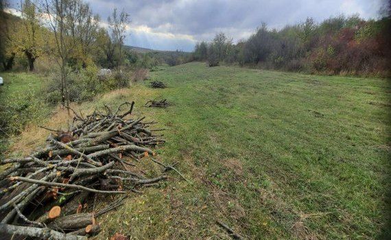 tăieri arbori protejare câmp agricol - agroexpert.md