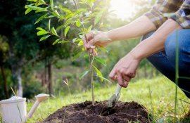 campania de împădurire - agroexpert.md