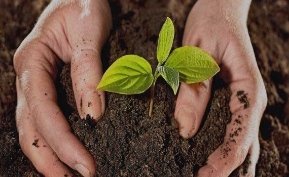 Măsuri protecție plante nouă lege - agroexăpert.md