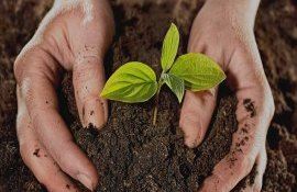 Măsuri protecție plante nouă lege - agroexăpert.md