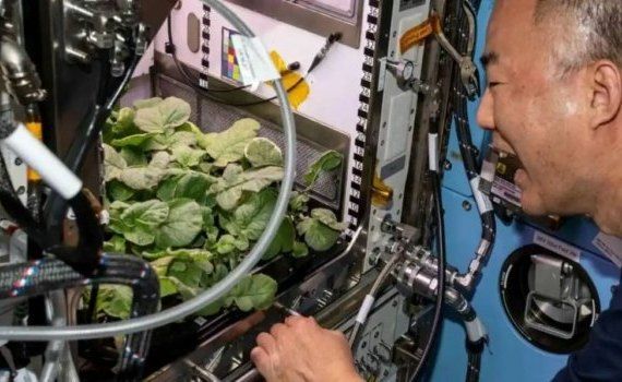 Китайские астронавты успешно вырастили томаты и салат в космосе - agroexpert.md