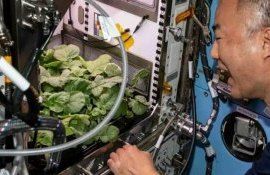 Китайские астронавты успешно вырастили томаты и салат в космосе - agroexpert.md
