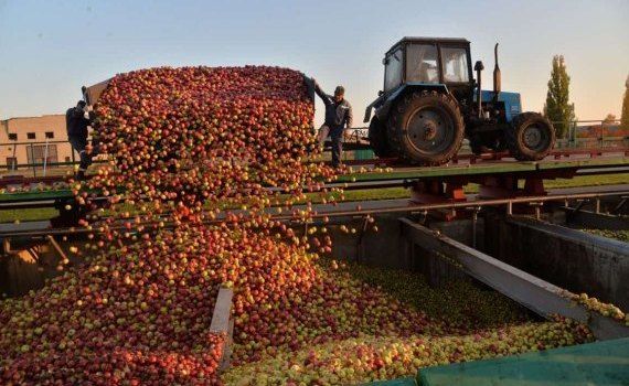 В Польше начали падать закупочные цены на промышленное яблоко - agroexpert.md