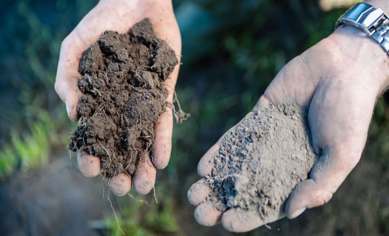 Технология no-till: почвенная влага даже в экстремальных условиях сохранена - agroexpert.md