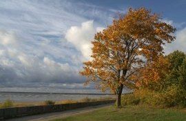 SHS Cod Galben vânt - agroexpert.md