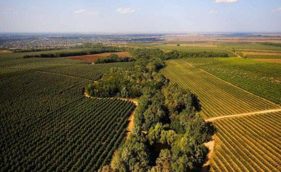 Парламент Молдовы одобрил новый земельный кодекс - agroexpert.md