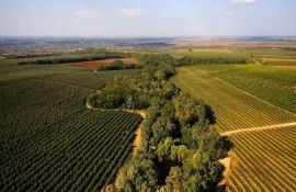 Парламент Молдовы одобрил новый земельный кодекс - agroexpert.md