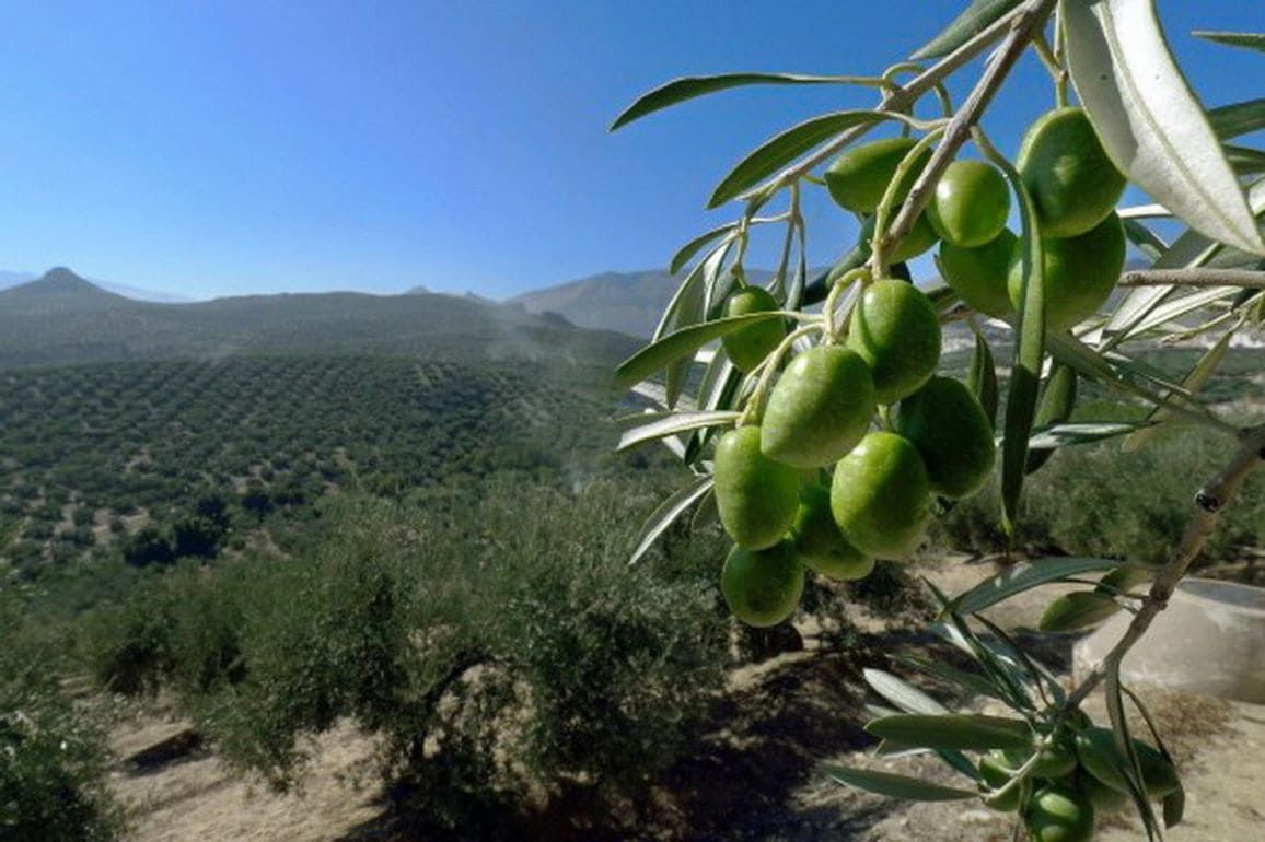 Фермеры в гневе: в Средиземноморском регионе преступники воруют оливки - agroexpert.md