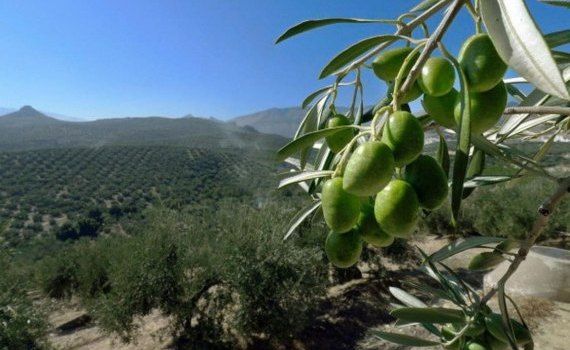 Фермеры в гневе: в Средиземноморском регионе преступники воруют оливки - agroexpert.md