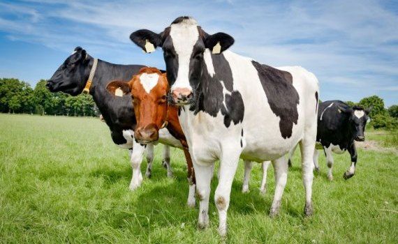 rase de vaci sunt omologate în R. Moldova - agroexpert.md
