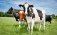 rase de vaci sunt omologate în R. Moldova - agroexpert.md