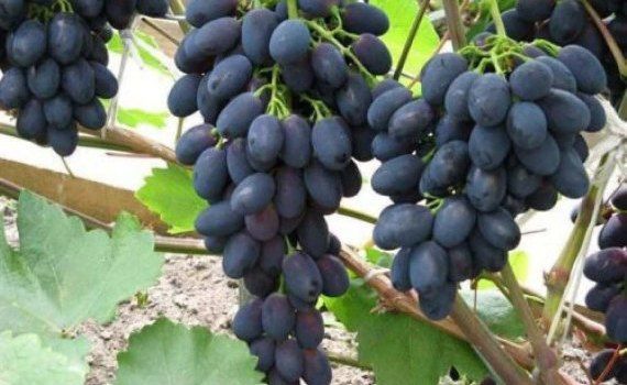 В Молдове резко подорожал виноград «Молдова» - agroexpert.md