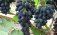 В Молдове резко подорожал виноград «Молдова» - agroexpert.md