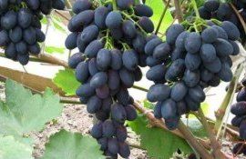 В Молдове резко подорожал виноград «Молдова» - agroexpert.md