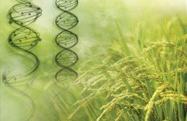 Отказ ЕС от технологии редактирования генов обойдется в 3 триллиона евро - agroexpert.md