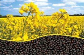 Исследование: Рапс с геном кукурузы на 50 процентов увеличивает урожай - agroexpert.md