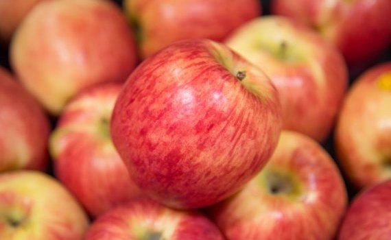 Турецкие трейдеры ищут возможности закупки яблок в Украине и Молдове - agroexpert.md