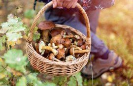ANSA ciuperciu otrăvire - agroexpert.md