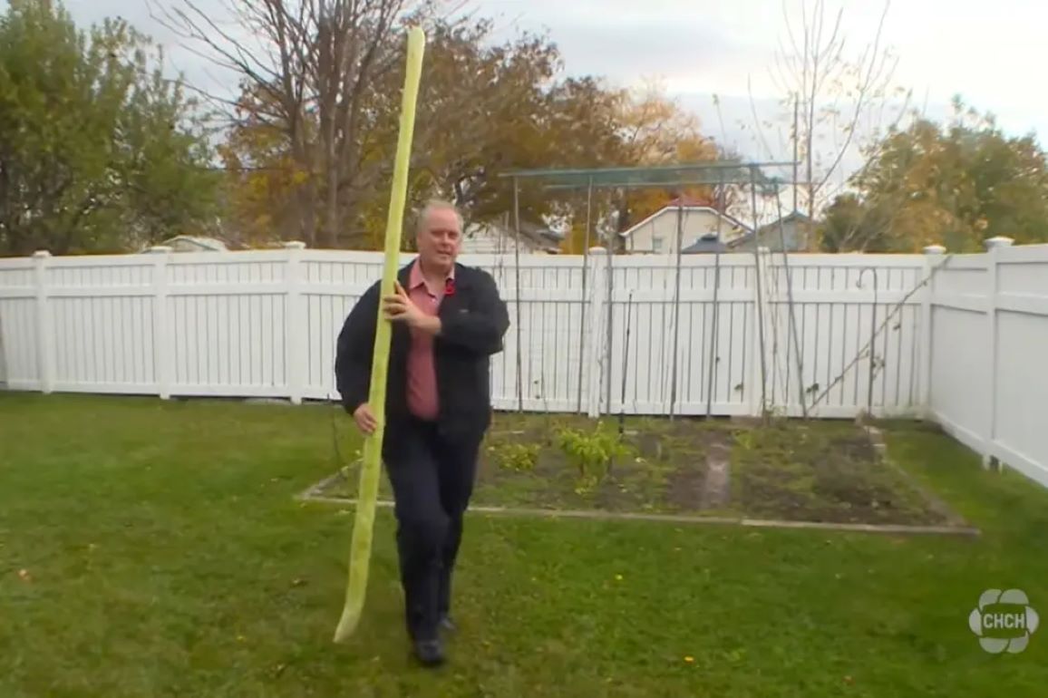 В Канаде выращен кабачок длиной длинной 2,56 метра - agroexpert.md