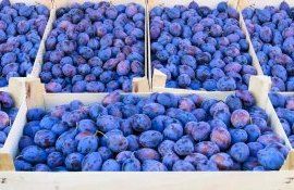 Сливовый баланс Молдовы - agroexpert.md