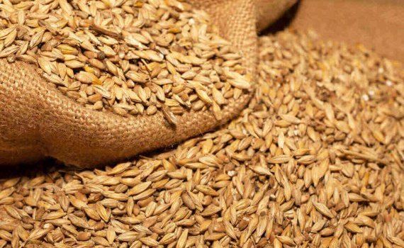 grâu cereale port Constanța - agroexpert.md