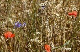 Вместо гербицидов: умная технология обмолота собирает семена сорняков - agroexpert.md