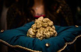 За белый трюфель в Италии заплатили 130 тысяч евро - agroexpert.md