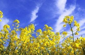 Fertilizare durabilă Polisulfat  - agroexpert.md