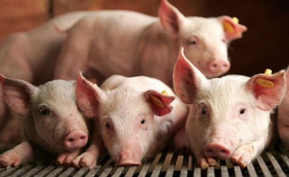 Бразилия сейчас является самым дешевым производителем свинины - agroexpert.md