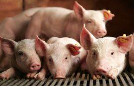 Бразилия сейчас является самым дешевым производителем свинины - agroexpert.md