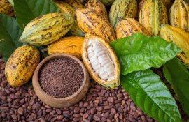 Цены на какао впервые превысили четыре тысячи долларов - agroexpert.md