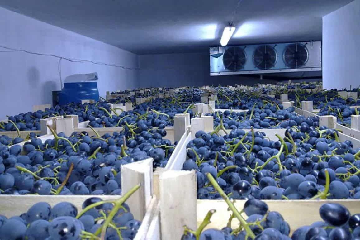 Сколько винограда останется на зиму-весну? - agroexpert.md