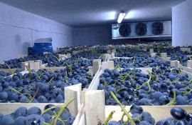 Сколько винограда останется на зиму-весну? - agroexpert.md