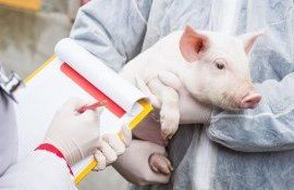 В мире оказалось в 4 раза меньше реальных штаммов АЧС - agroexpert.md