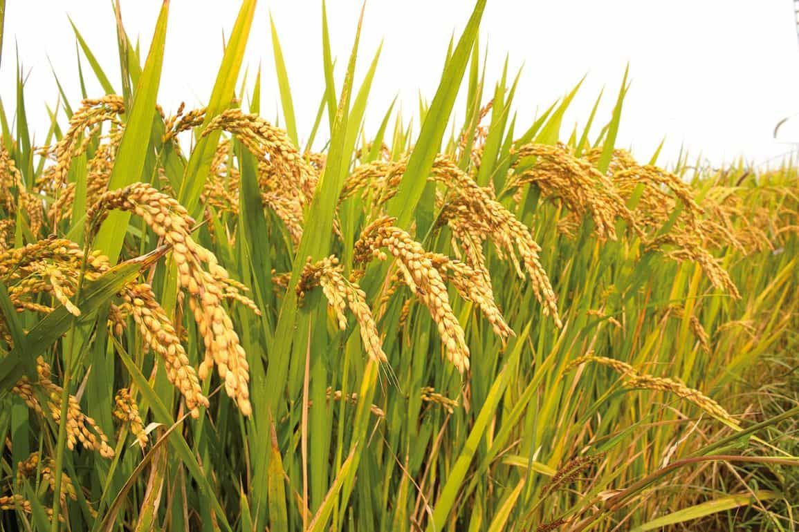Китайские учёные создали масличный сорт риса - agroexpert.md
